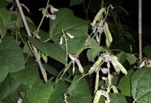 小米2A照相如何？深度评测（小米2A照相表现细节揭秘，真相究竟如何？）